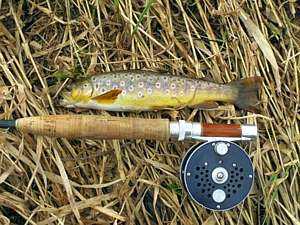 Fish Species